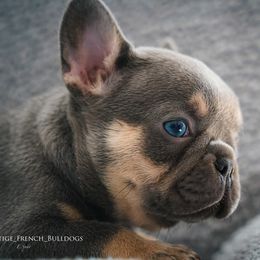 French Bulldog Puppies from Lil Nikki’s Prestige Frenchies