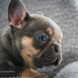 French Bulldog Puppies from Lil Nikki’s Prestige Frenchies