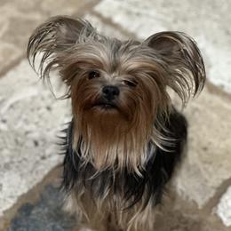 Sister - Yorkshire Terrier