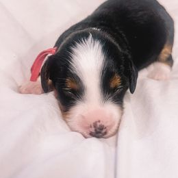 Adidas - Tri-color female Bernedoodle puppy in Rose Hill, North Carolina from Red Door Canines