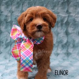 Australian Labradoodle Puppies from Pinnacle Labradoodles