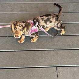 Dachshund Puppies from Lee’s Legendary Lines