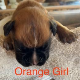 Boxer Puppies from Bunches of Love Boxers