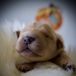 Second pick - Golden female Golden Retriever puppy in Mc Arthur, California from California Golden Love