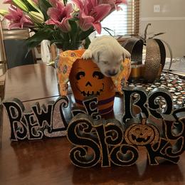 Golden Retriever Puppies from Tupelo Honey Farm's Golden Retrievers