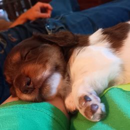 Dachshund Puppies from Lauren's Dachshunds
