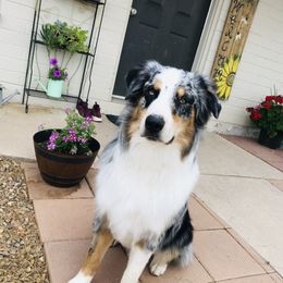 Clyde - Australian Shepherd