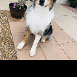Clyde - Australian Shepherd