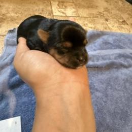 Charlotte - Black and tan female Yorkshire Terrier puppy in Highland, Arkansas from Gilmore Yorkies