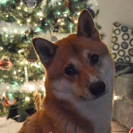 Shiba Inu from Asher Boy Shibas