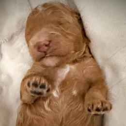 Kisses - Red  female Goldendoodle puppy in Bradenton, Florida from Christianna’s Mini Goldendoodles