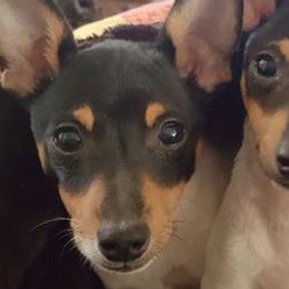 Toy Fox Terriers from Roudee Dragontails