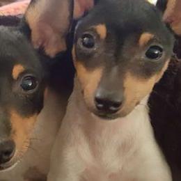 Toy Fox Terriers from Roudee Dragontails