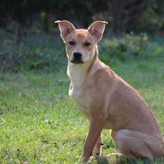 Carolina Dog Puppies from Williams Sweet Carolina