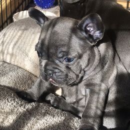 French Bulldog Puppies from Crooked C Ranch