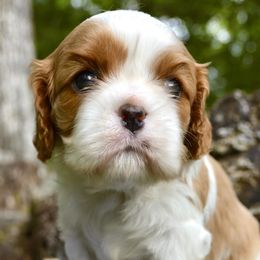 Cavalier King Charles Spaniel Puppies from Goddens Cavaliers