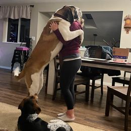 Aussiedoodle, Goldendoodle, Poodle, Saint Berdoodle, Saint Bernard, and Sheepadoodle All Grown Up from Rocky Ridge Ranch