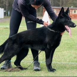 Zajka - German Shepherd