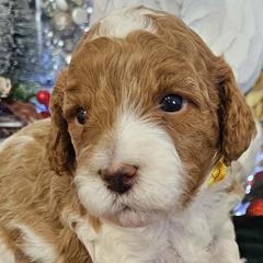 Assorted Doodle Crosses, Cavapoos, and Goldendoodles from Debbie's Puppies