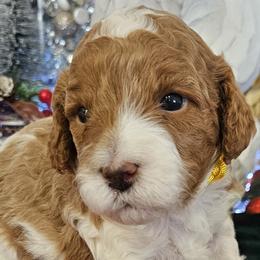 Assorted Doodle Crosses, Cavapoos, and Goldendoodles from Debbie's Puppies