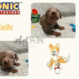 TAILS - Silver gray male Weimaraner puppy in Ferrum, Virginia from LAAT Weims