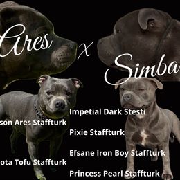 Staffordshire Bull Terrier puppies from Blueline Staffords