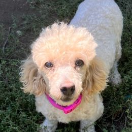 Australian Shepherds, Papillons, and Poodles from Our Little Knoll