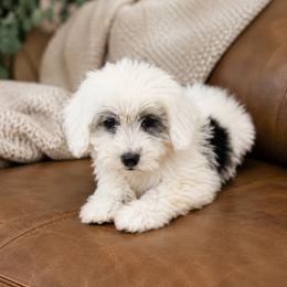 Lainey - Blue merle and white female Sheepadoodle puppy in Norwood, Missouri from Neuroth Pup Co.