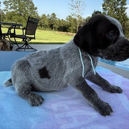 Teal - Liver roan female German Shorthaired Pointer puppy in Huntington, Texas from B&B GSP’S
