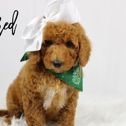 Powdered - Red  female Goldendoodle puppy in Casa Grande, Arizona from AzDoodle Dandies