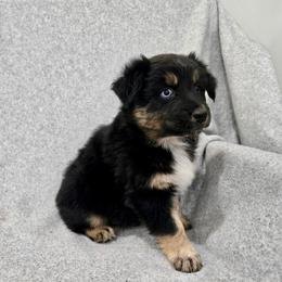 Ridge - Black tri-color male Australian Shepherd puppy in Utah from Corbridge Aussies