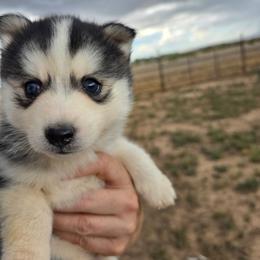 Tew - Black and white female Pomsky puppy in Cedar City, Utah from Pomsky Play-ce