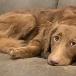 Goldendoodles and Poodles from Mann’s Best Friend Poodles and Doodles