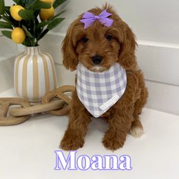 Moana - Red female Cavapoo puppy in Buford, Georgia from Petite Posh Puppies