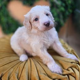 Hank - Cream male Goldendoodle puppy in Decatur, Tennessee from Diamond's Doodles
