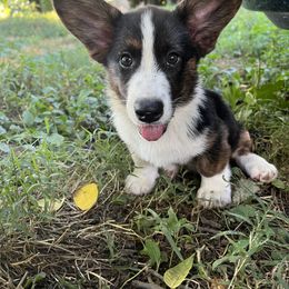 Cardigan Welsh Corgi Puppies from Liberty Valley Farm