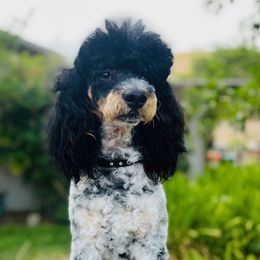 Rocky - Poodle