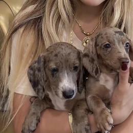 Dachshunds and Pomeranians from Puppiesnat