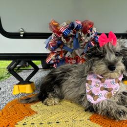 Riley - Blue female Companion Cross puppy in Lancaster, Kentucky from Dream Paws Puppies, LLC