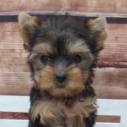 Annie TEACUP - Blue and gold female Yorkshire Terrier puppy in Monticello, Iowa from Ashley’s Puppies