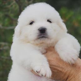 DRIFA - White female Great Pyrenees puppy in Trinidad, Colorado from Prospect Pyrenees