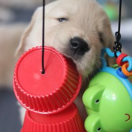 Golden Retriever Puppies from Golden Hour Golden Retrievers