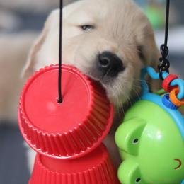 Golden Retriever Puppies from Golden Hour Golden Retrievers