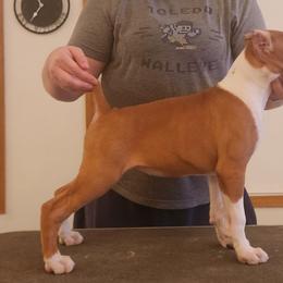 Millie Show Prospect - Fawn female Boxer puppy in Toledo, Ohio from Julie Wilmore Olympic Boxers