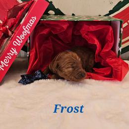 Frost - Red  male Goldendoodle puppy in Haughton, Louisiana from Bailey’s Cajun Canines