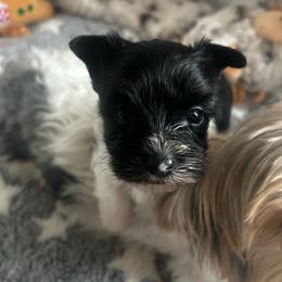 Banks - Parti male Yorkshire Terrier puppy in Phil Campbell, Alabama from MagnoliaYorkies