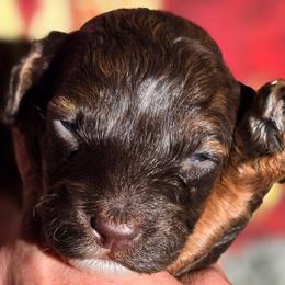 Woody - Brown white and tan male Cockapoo puppy in Indiahoma, Oklahoma from Phamily Doodles