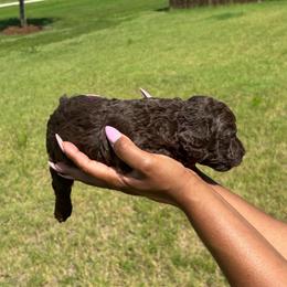 Nico - Chocolate male Goldendoodle puppy in Forney, Texas from Cityline Goldendoodles