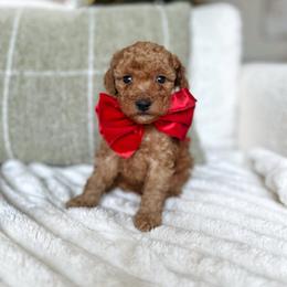 Clove - Red  female Poodle puppy in Charlotte, North Carolina from Bruno & Co. Puppies