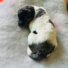 Eclair - Parti male Poodle puppy in Arabi, Georgia from Huckadoodle Farm